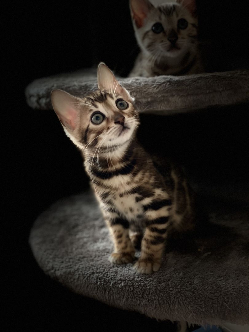 Bengalkitten mit Stammbaum/ Bengal Kitten