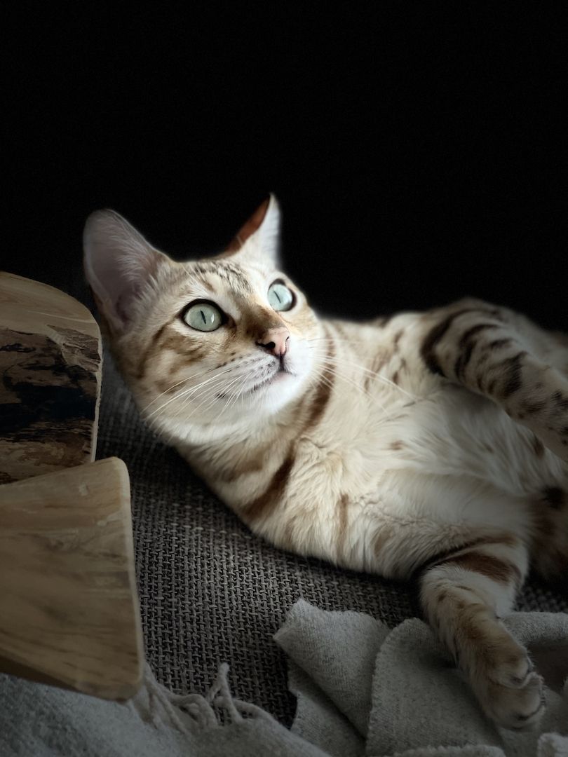 Bengalkitten mit Stammbaum/ Bengal Kitten