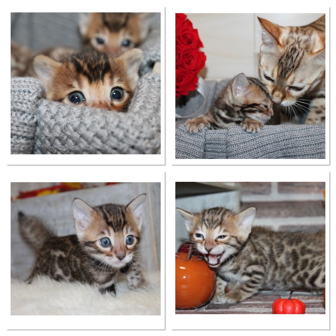 Bengalkitten mit Stammbaum/ Bengal Kitten