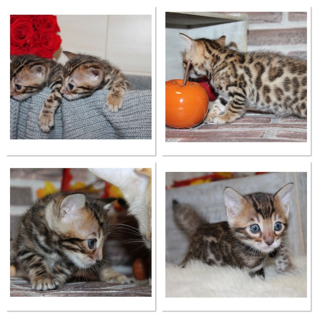 Bengalkitten mit Stammbaum/ Bengal Kitten