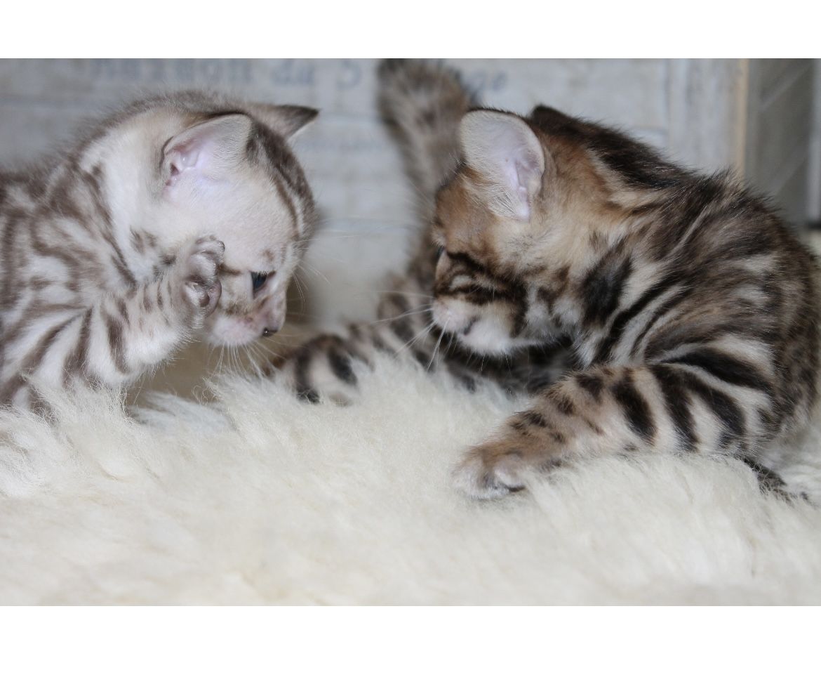 Bengalkitten mit Stammbaum/ Bengal Kitten