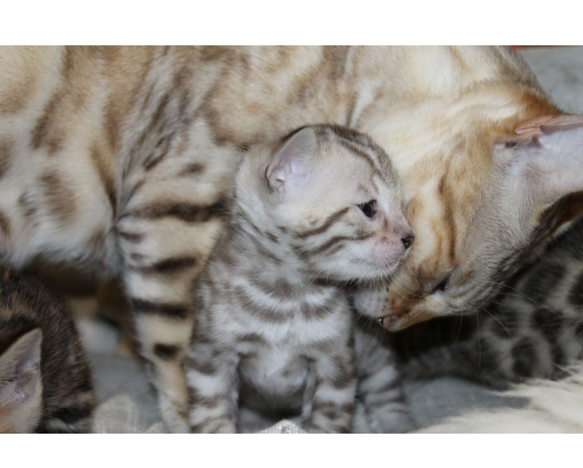 Bengalkitten mit Stammbaum/ Bengal Kitten