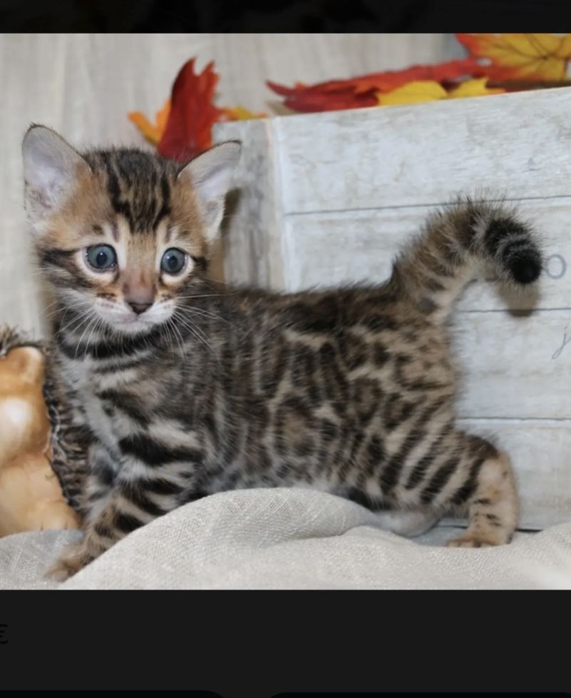 Bengalkitten mit Stammbaum/ Bengal Kitten