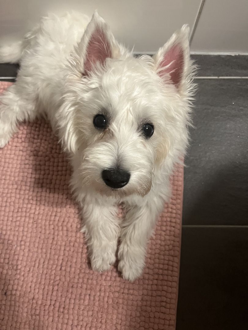Highland White Terrier