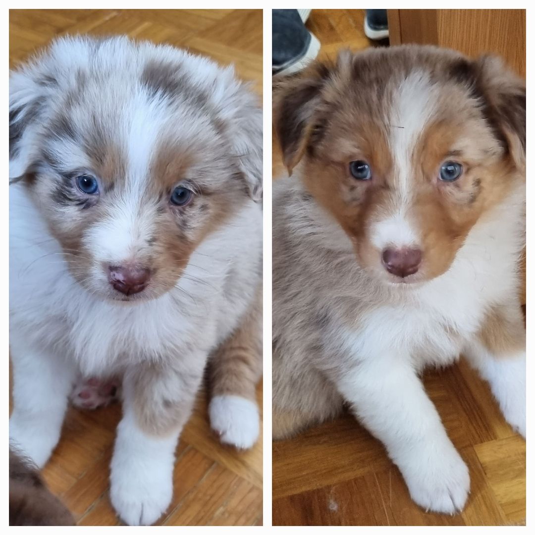 Australian shepherd welpen