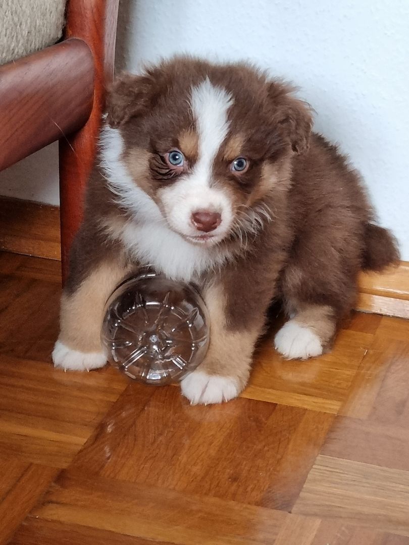 Australian shepherd welpen