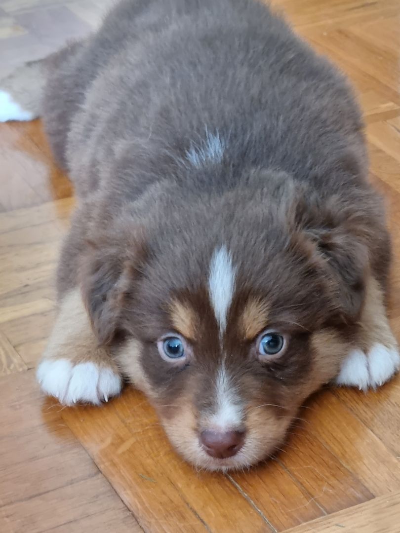 Australian shepherd welpen