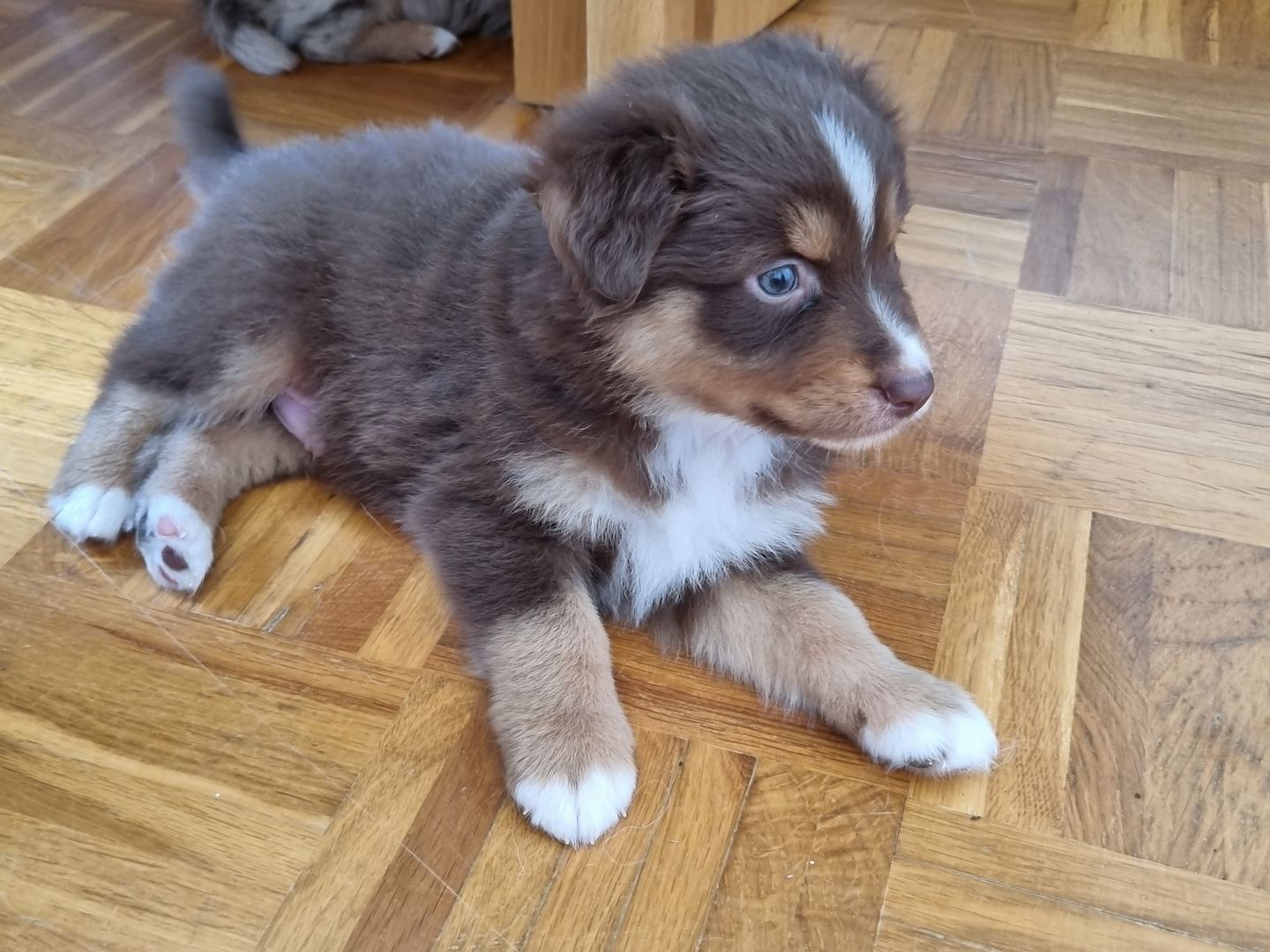 Australian shepherd welpen