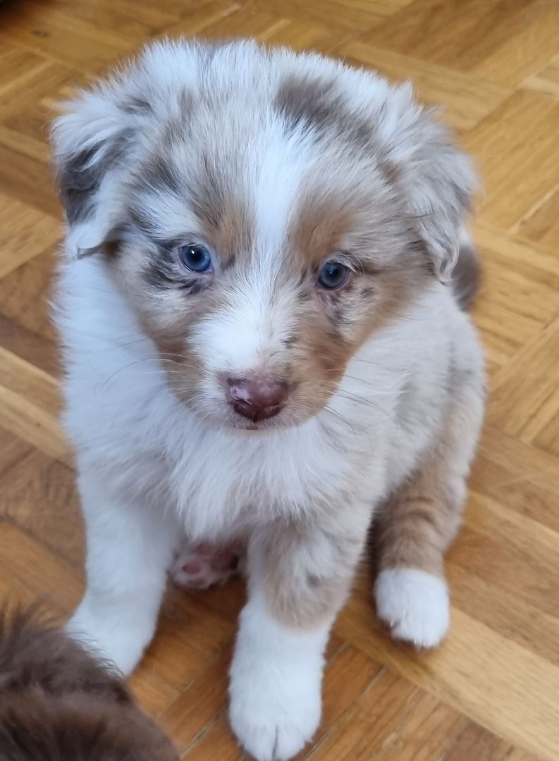 Australian shepherd welpen