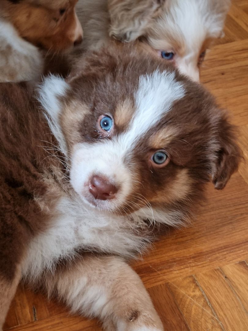 Australian shepherd welpen