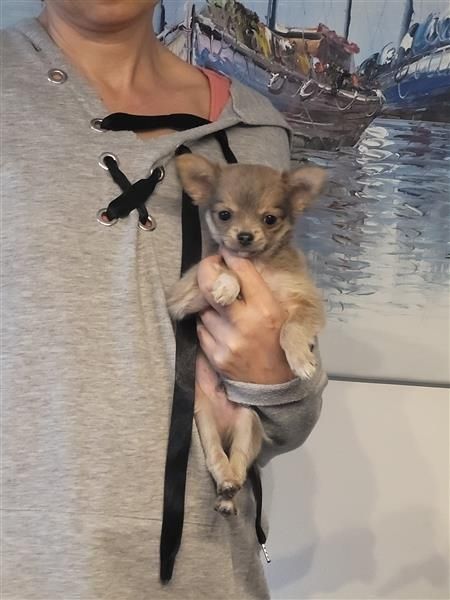 Chihuahua Welpe Rüde Chihuahua Welpe Rüde