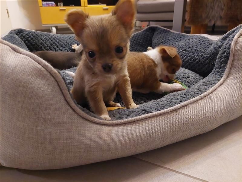 Chihuahua Welpe Rüde Chihuahua Welpe Rüde