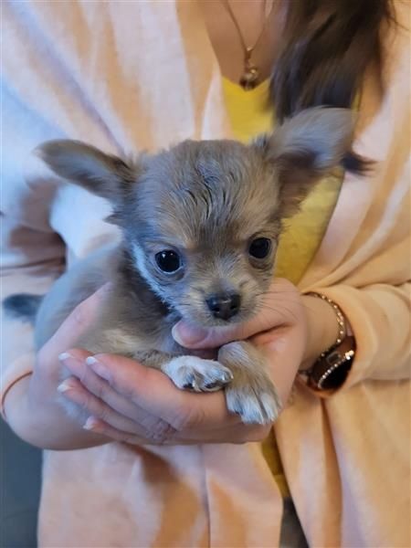 Chihuahua Welpe Rüde Chihuahua Welpe Rüde