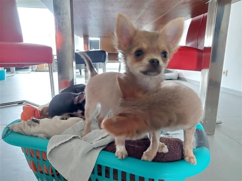 Chihuahua Welpe Rüde Chihuahua Welpe Rüde