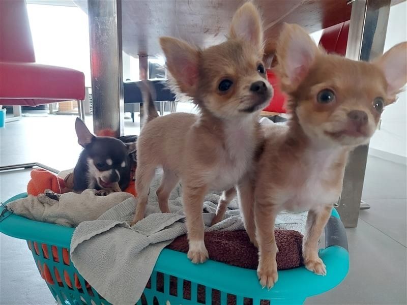Chihuahua Welpe Rüde Chihuahua Welpe Rüde