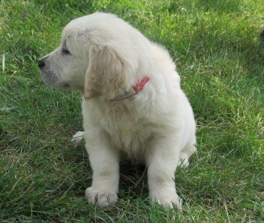 Reinrassige Golden Retriever-Welpen Reinrassige Golden Retriever-Welpen