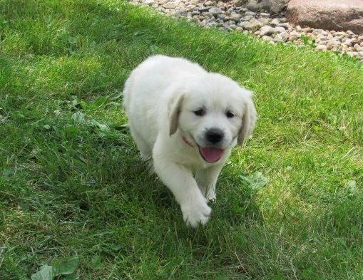 Reinrassige Golden Retriever-Welpen Reinrassige Golden Retriever-Welpen