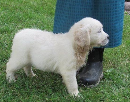 Reinrassige Golden Retriever-Welpen Reinrassige Golden Retriever-Welpen