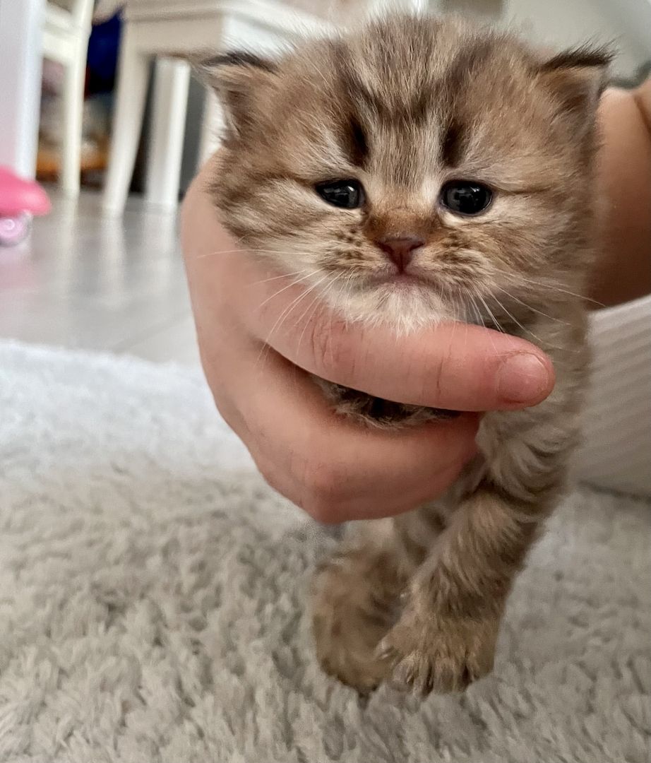 Bkh kitten