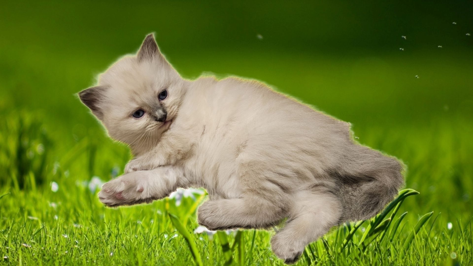 BKH/Heilige Birma Mix Kitten