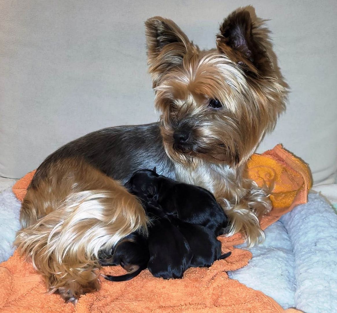 4 süße Yorkshire Terrier Welpen suchen ein liebevolles Zuhause.