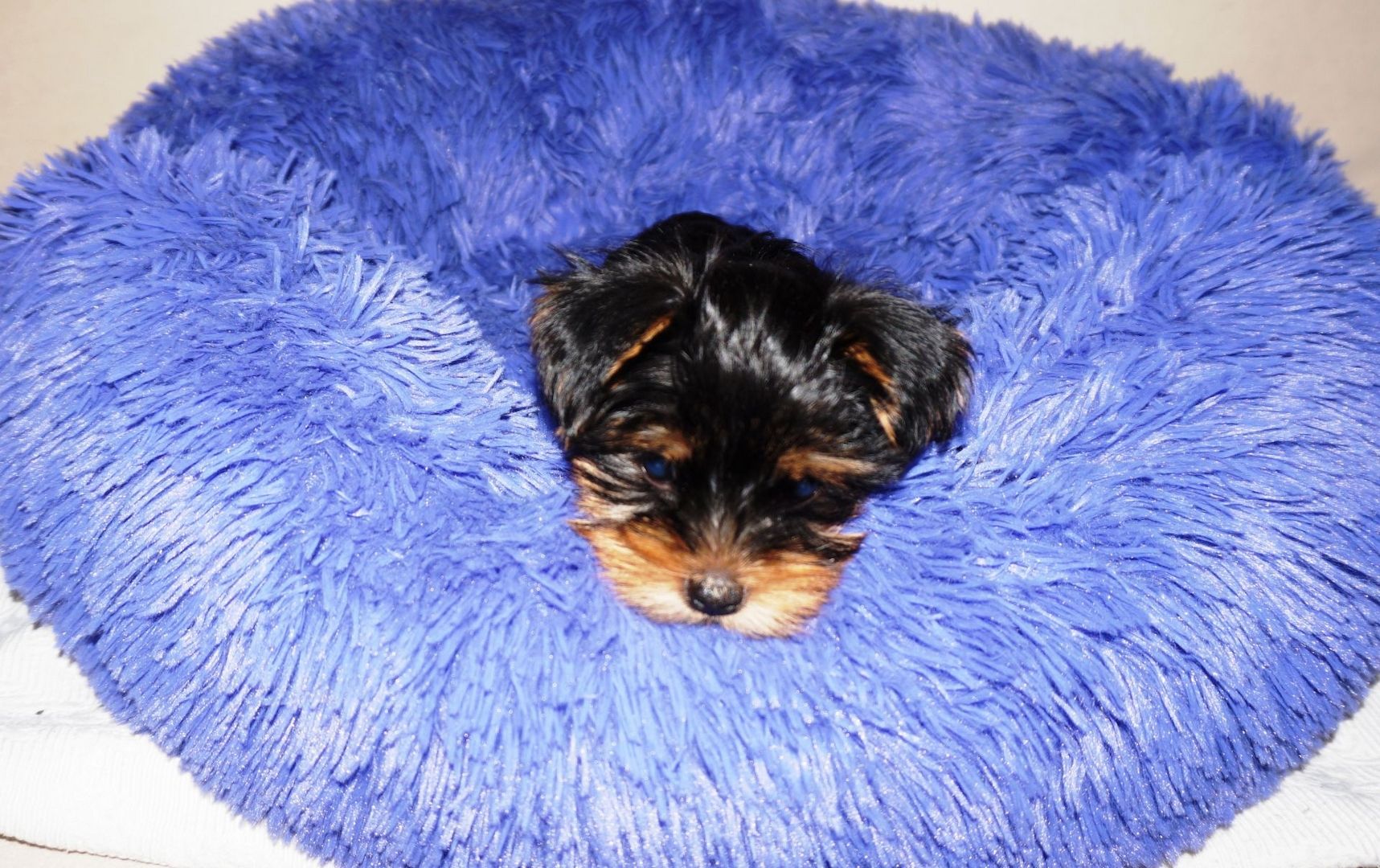 4 süße Yorkshire Terrier Welpen suchen ein liebevolles Zuhause.