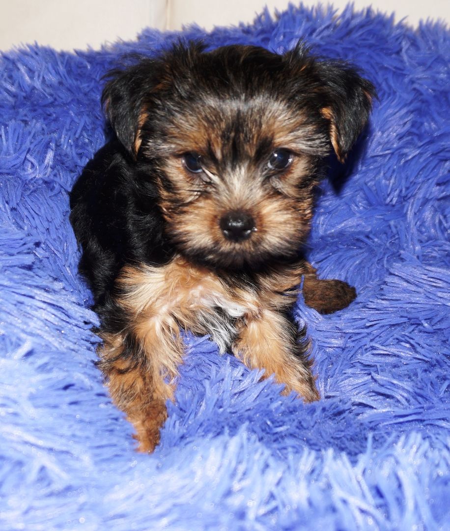 4 süße Yorkshire Terrier Welpen suchen ein liebevolles Zuhause.