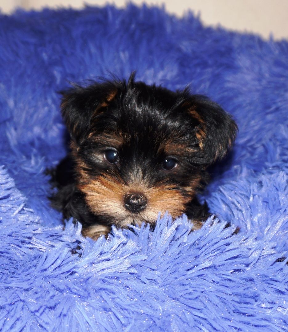 4 süße Yorkshire Terrier Welpen suchen ein liebevolles Zuhause.