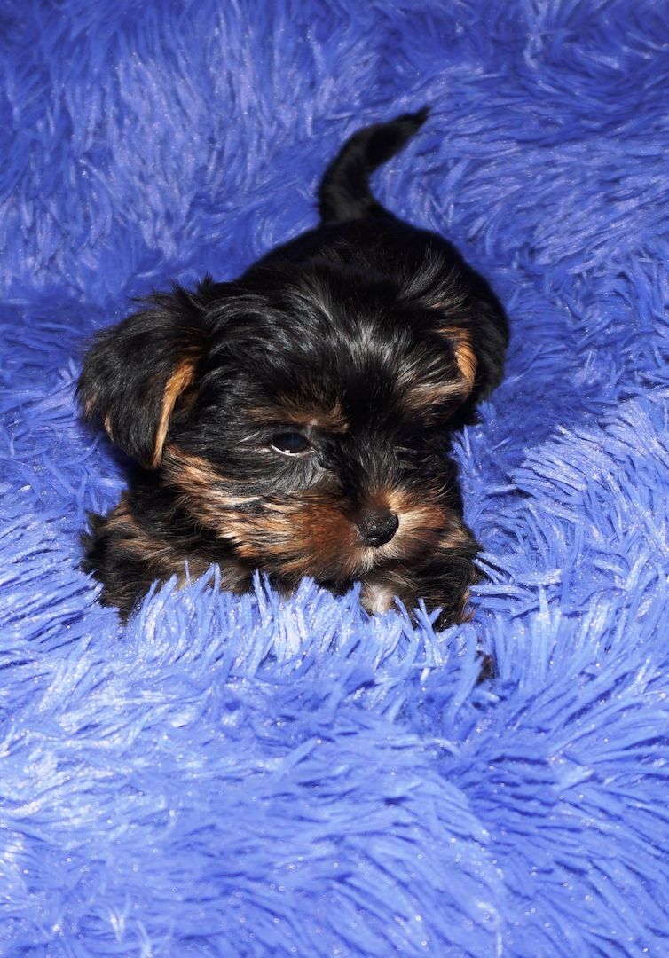 4 süße Yorkshire Terrier Welpen suchen ein liebevolles Zuhause.