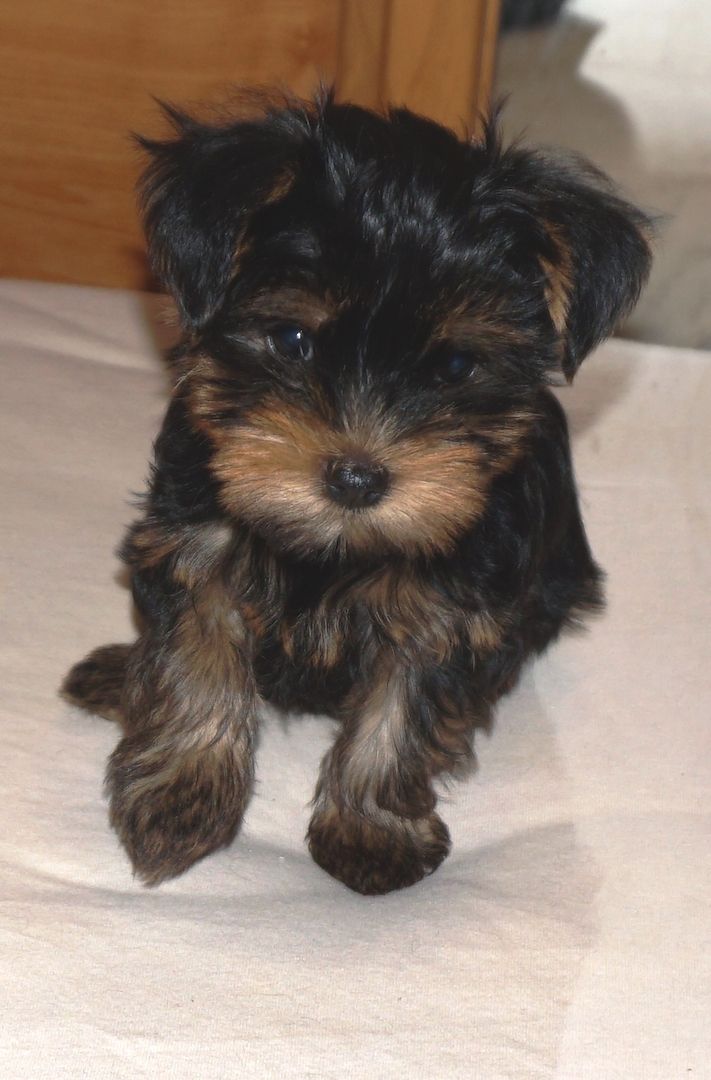 4 süße Yorkshire Terrier Welpen suchen ein liebevolles Zuhause.