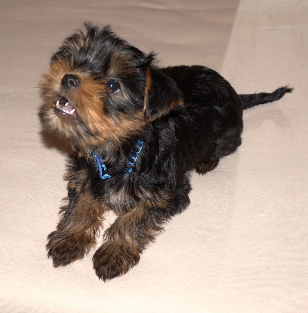 4 süße Yorkshire Terrier Welpen suchen ein liebevolles Zuhause.