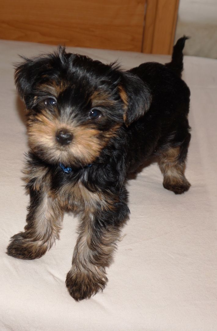 4 süße Yorkshire Terrier Welpen suchen ein liebevolles Zuhause.