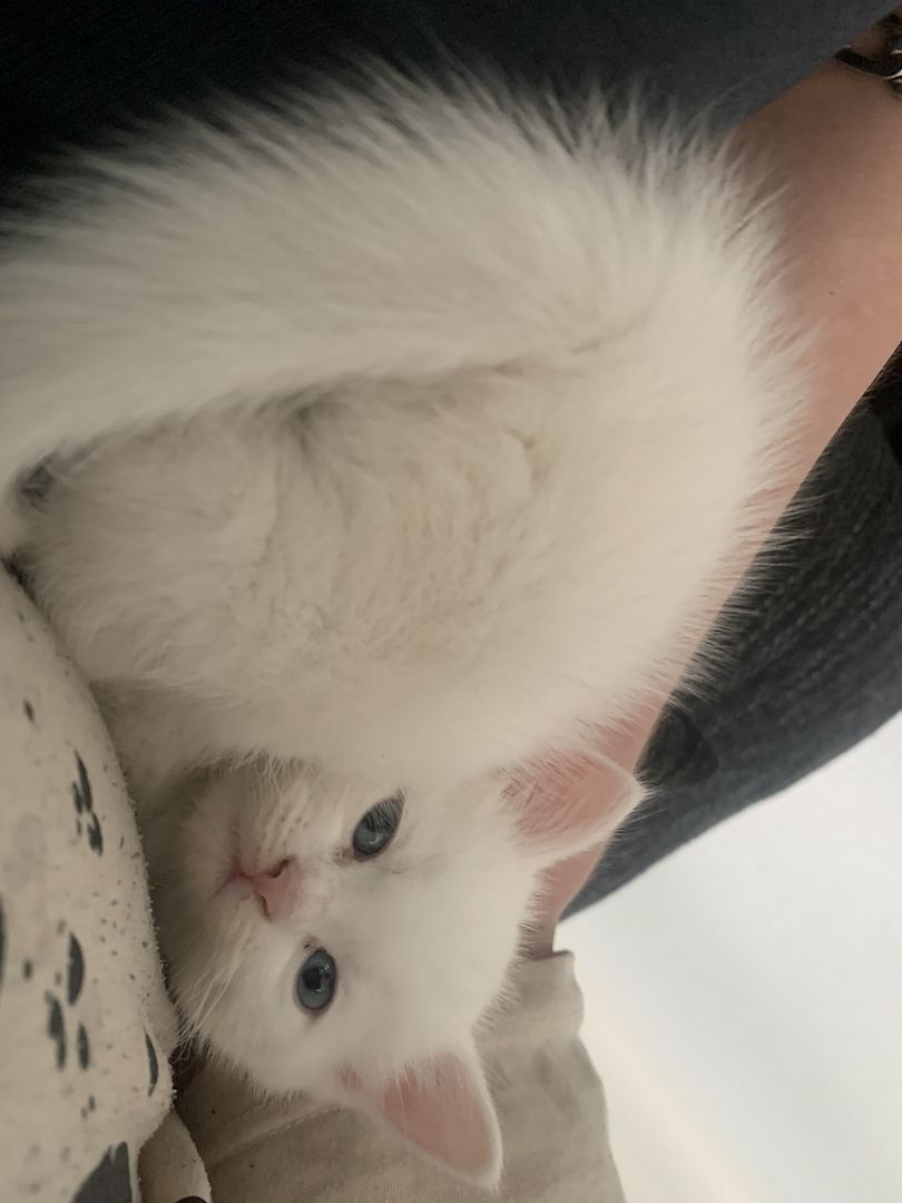 BKH/Main coon kitten