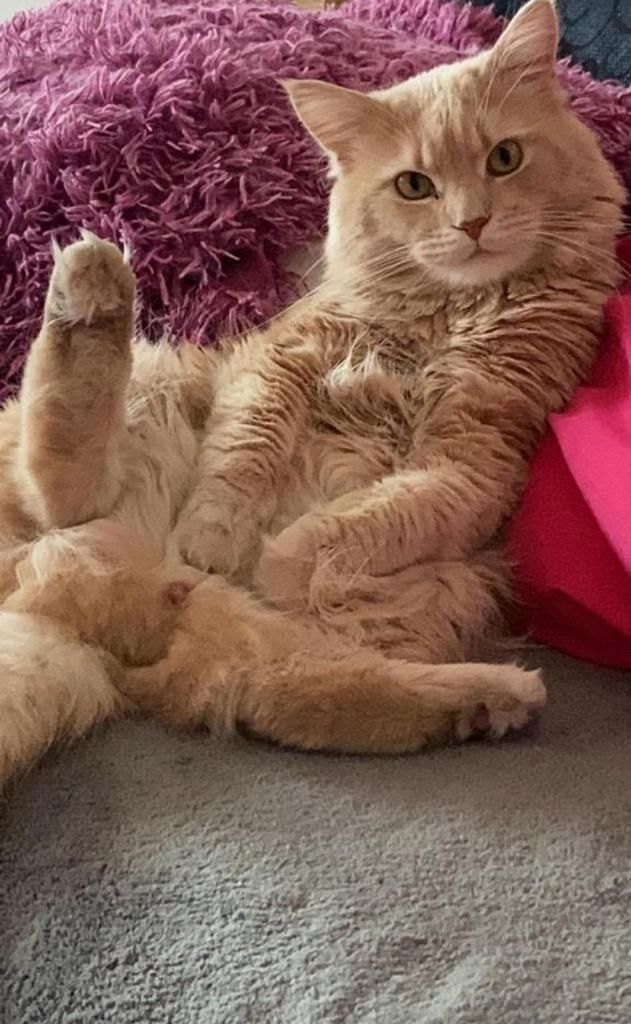 BKH/Main coon kitten