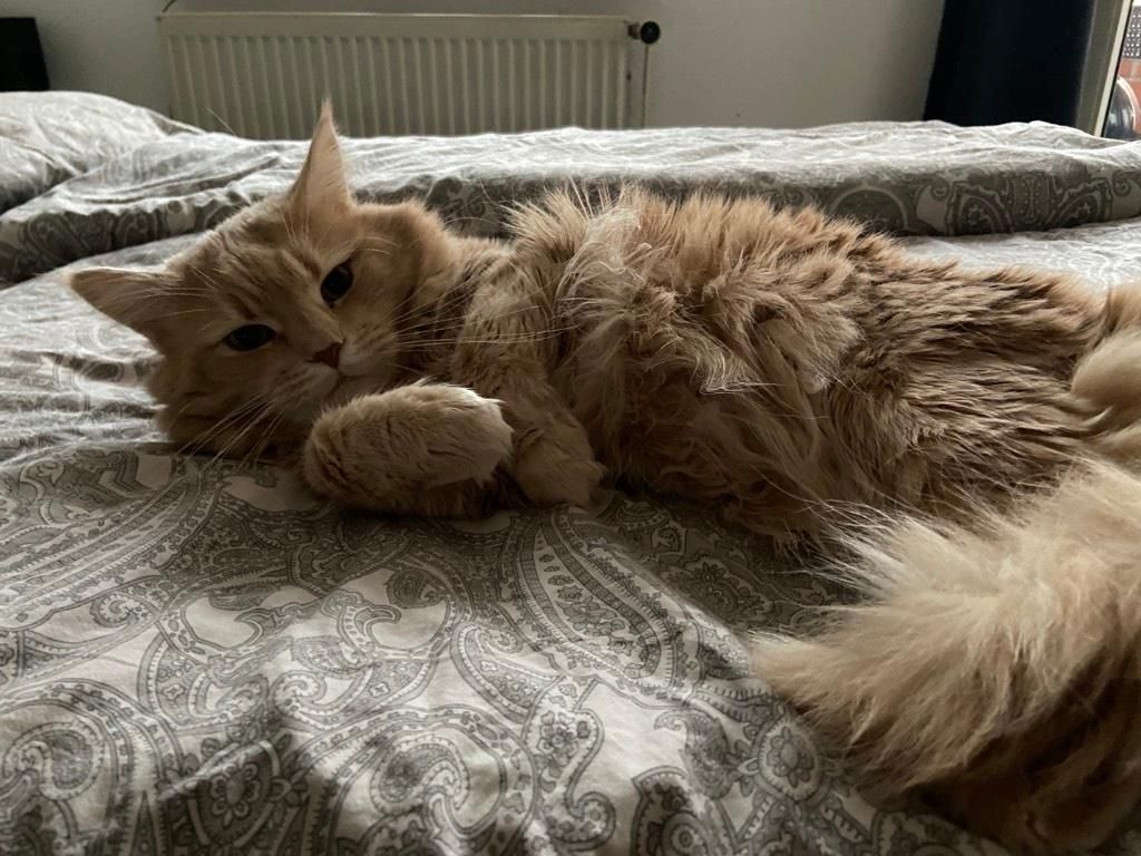 BKH/Main coon kitten