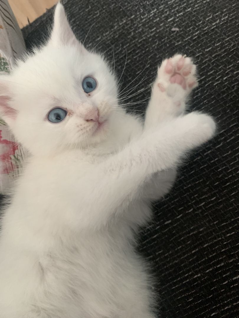 BKH/Main coon kitten