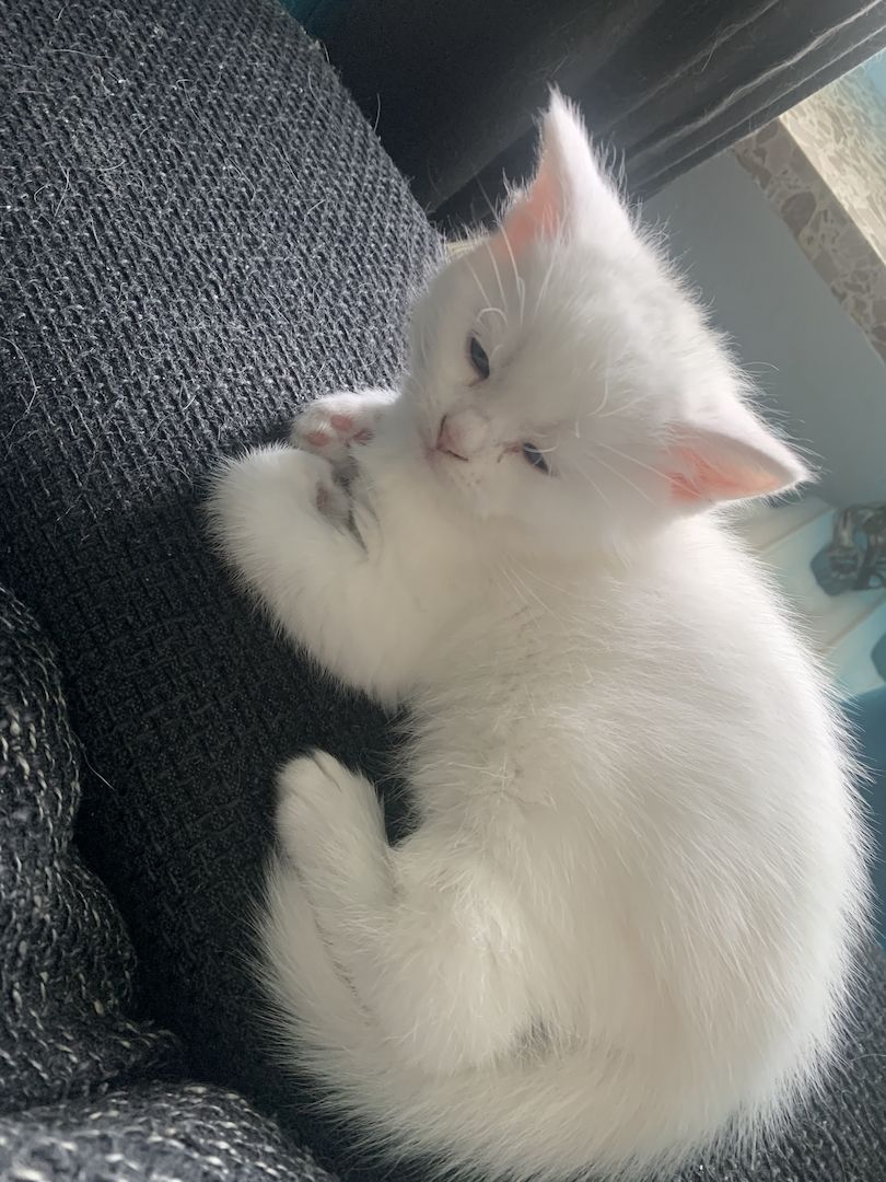 BKH/Main coon kitten