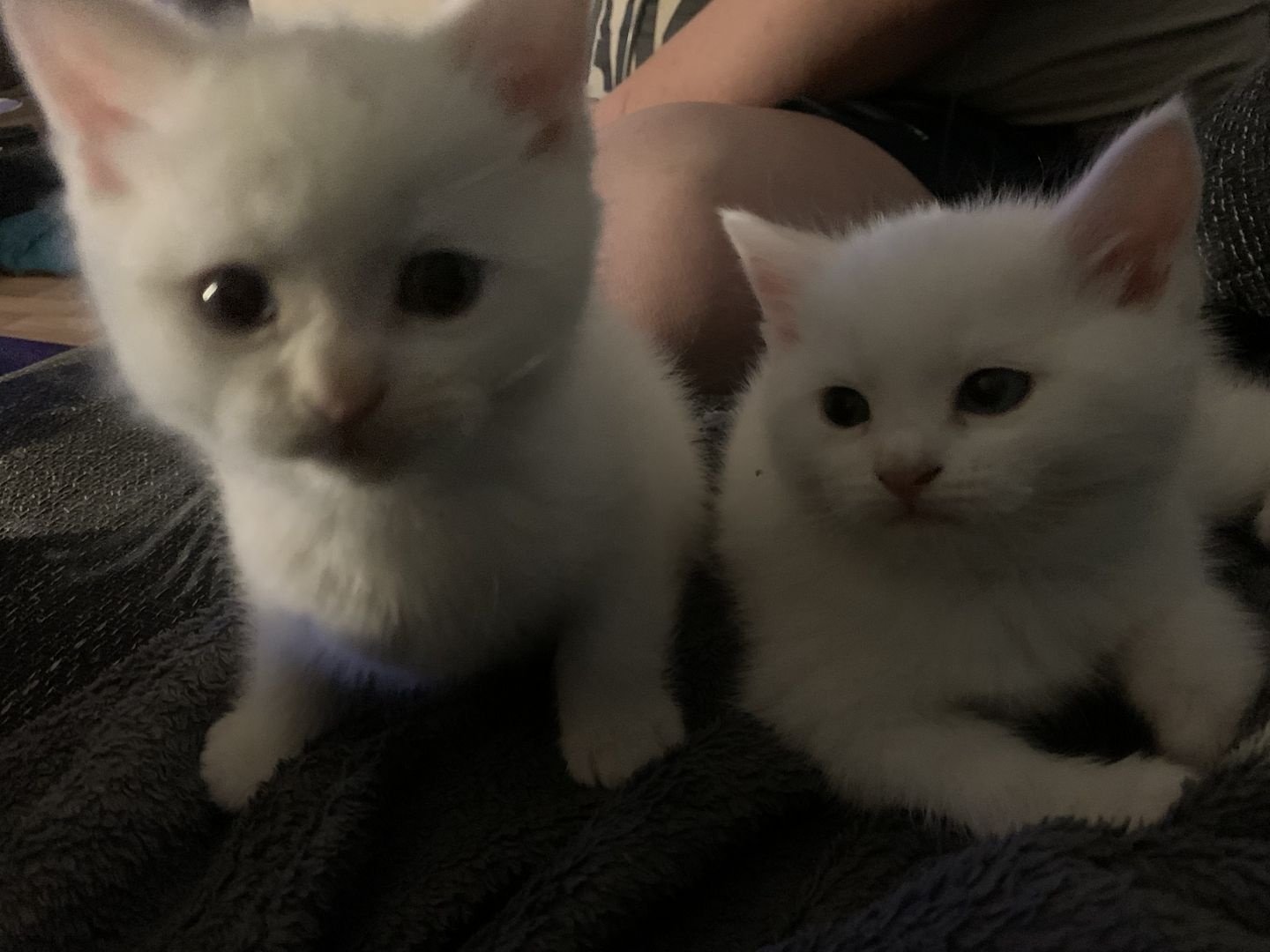 BKH/Main coon kitten