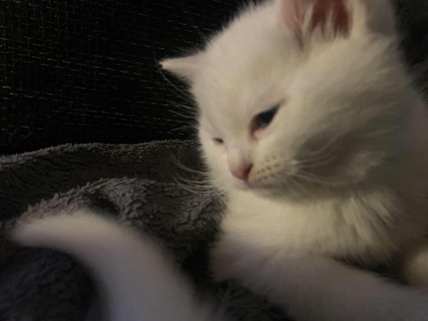 BKH/Main coon kitten