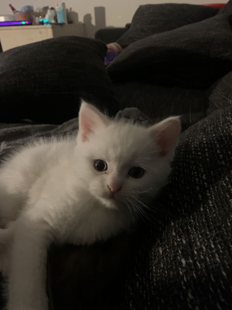 BKH/Main coon kitten