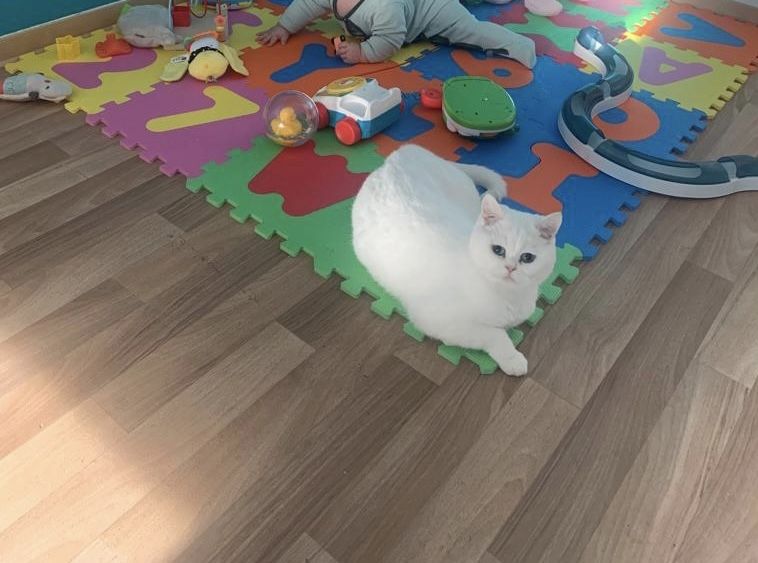 BKH/Main coon kitten