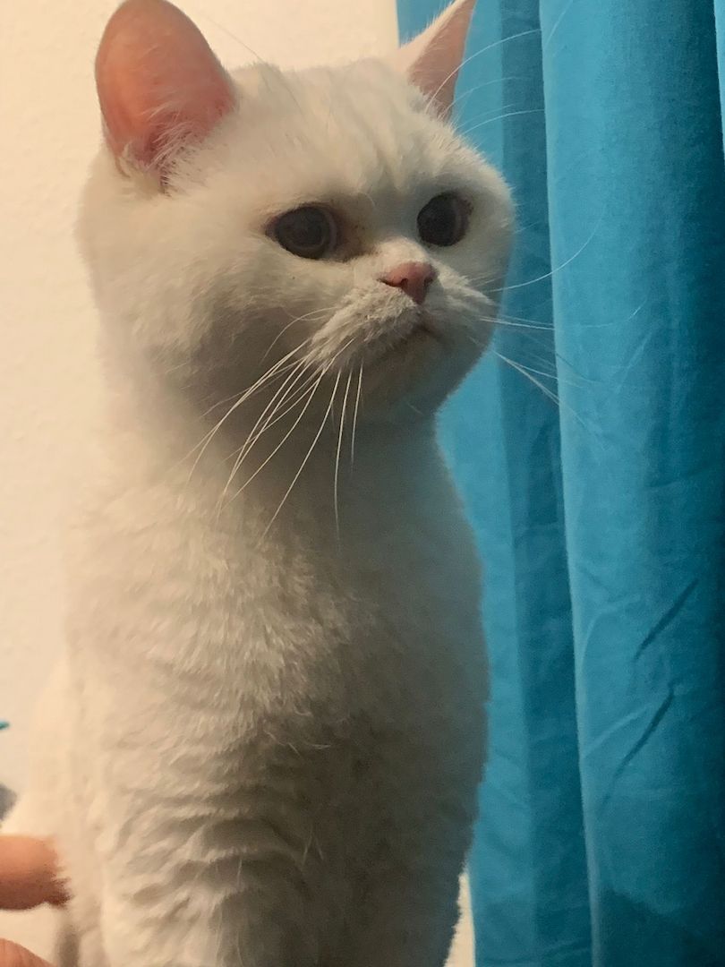 BKH/Main coon kitten