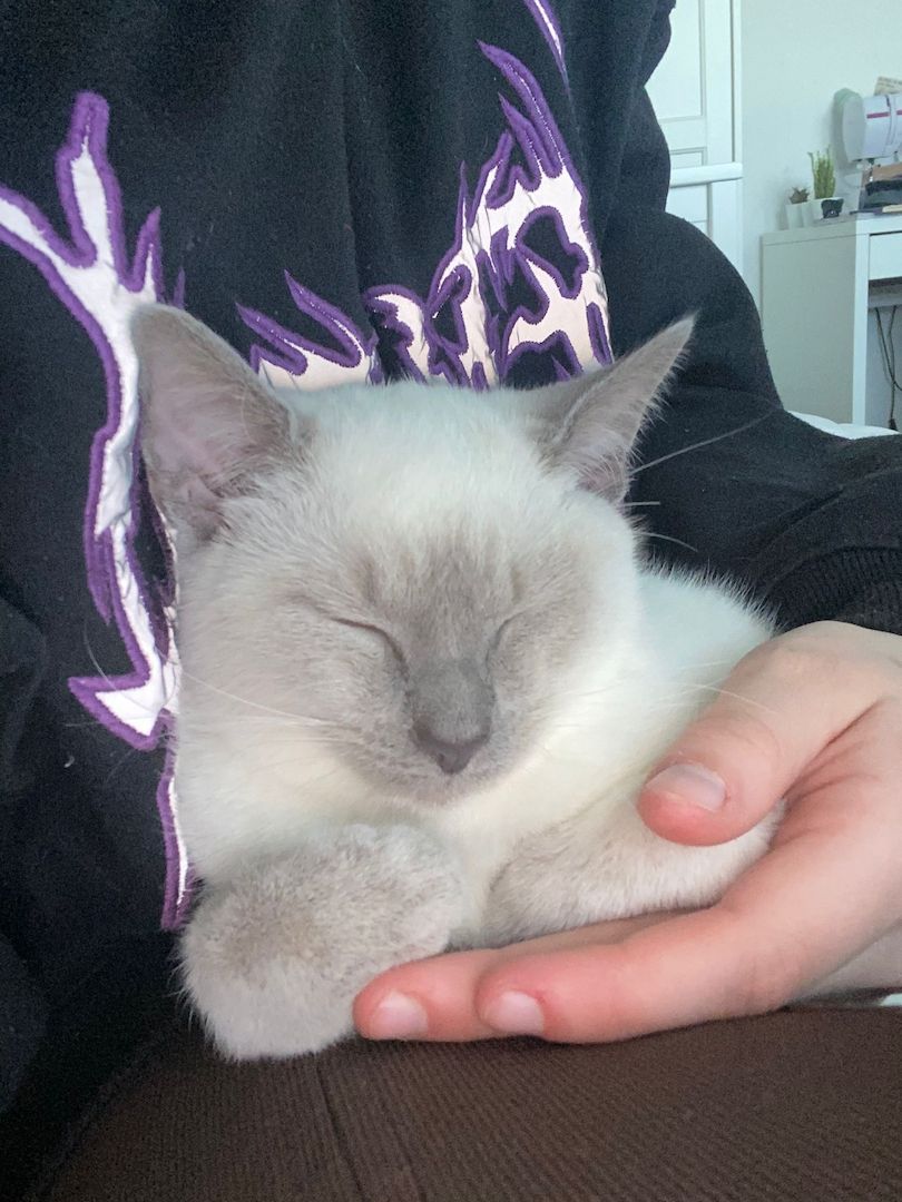 BLH-Siam-Kitten BLH-Siam-Kitten