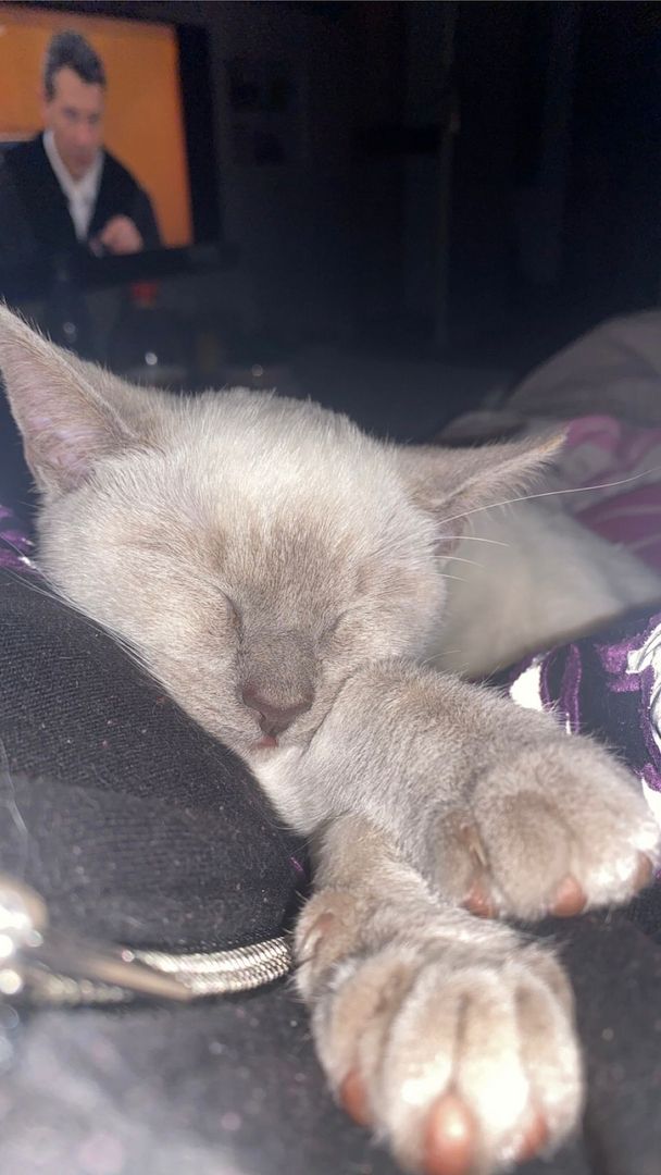 BLH-Siam-Kitten BLH-Siam-Kitten
