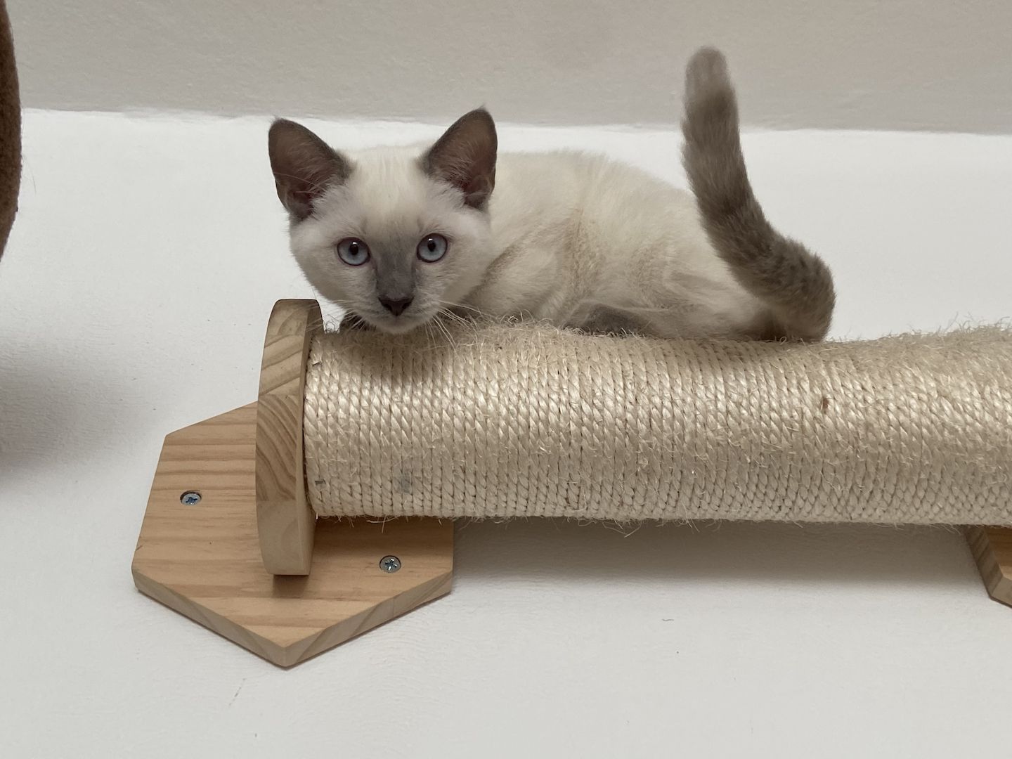 BLH-Siam-Kitten BLH-Siam-Kitten