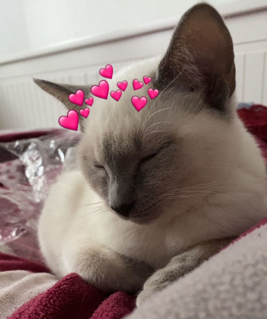 BLH-Siam-Kitten BLH-Siam-Kitten