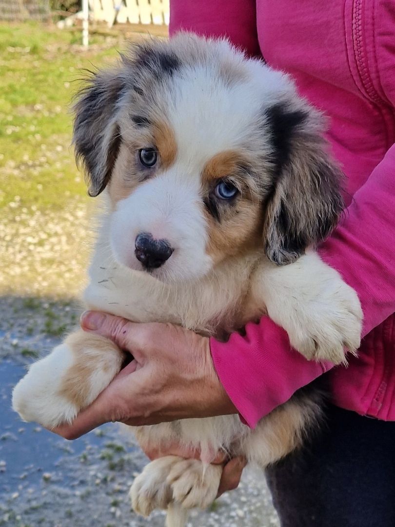 Australien Shepherd Welpen zu verkaufen
