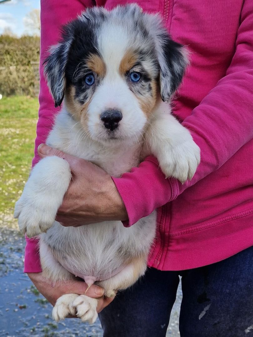 Australien Shepherd Welpen zu verkaufen