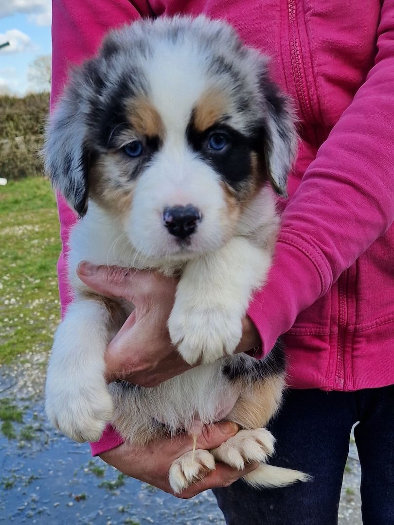 Australien Shepherd Welpen zu verkaufen
