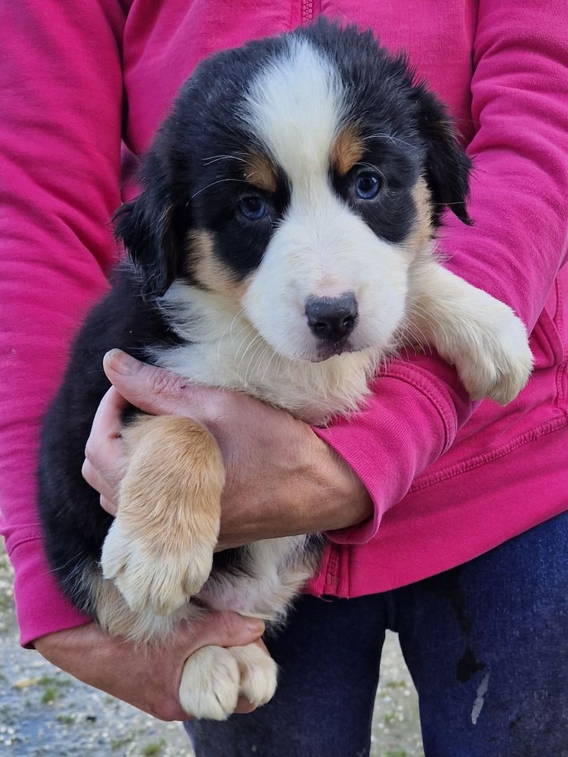 Australien Shepherd Welpen zu verkaufen